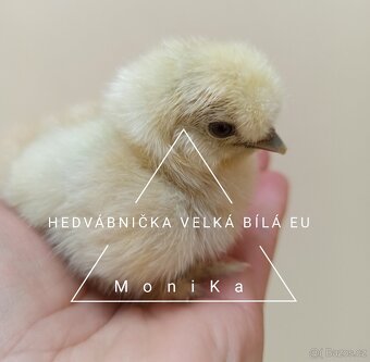 Násadová vajíčka Hedvábnička bílá velká EU - 4