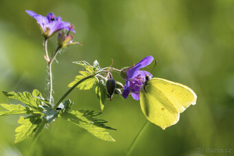 Nikon telekonvertor TC-17E II AF-S 1.7× stav nového kusu - 4