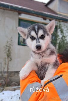 Štěňata Husky - 4