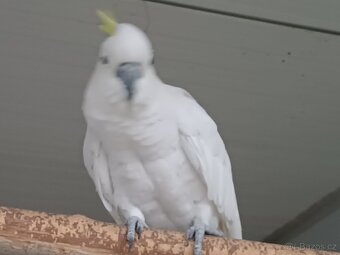 Kakadu Žlutočečelaty - 4