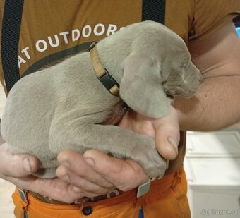 Štěně Výmarský ohař - 4