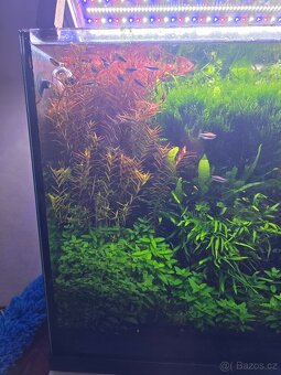 Prodám akvarijní rostliny rotala hra, javsky mech, Cryptocor - 4