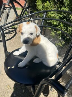Jack Russel X - 4