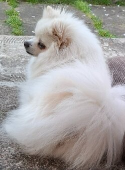 Pomeranian bez PP - 4