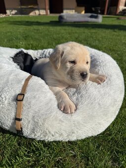 Štěňátka labradora s PP - 4