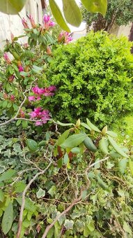 BUXUS koule - stáří 20 let - 4