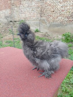 Kohout hedvábnička USA frizzle silk - 4