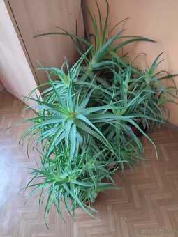 Aloe vera - 4