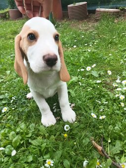 Beagle pejsek s PP - 4