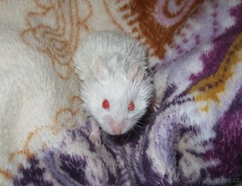 Křeček (křečík) campbell s PP - albino satin - 4