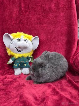 Nádherná miminka k odběru před Vánoci -přeprava celá ČR - 4