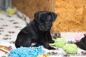 Stafordšírský bulteriér s PP FCI - 4