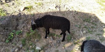 Quessantské ovce, mini ovečky - 4
