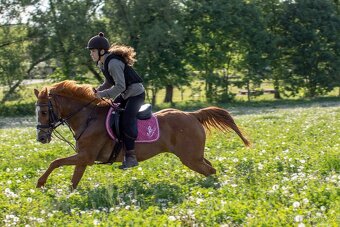 Pony B - 4