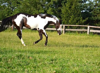 Paint horse - klisna - 4