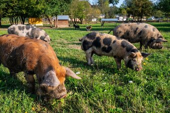 prasátka na grilovačku nebo do mrazáku kune kune - 4