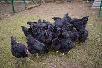 Žerzejský obr 🥚🐣 (násadová vejce i kuřátka) - 4