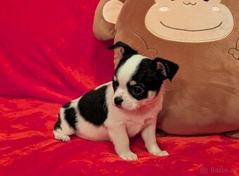 Čivava krátkosrstá s PP- pejsci - 4