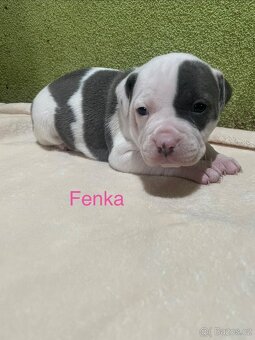 Americký stafordšírsky teriér - 4