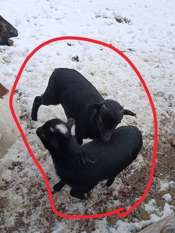 Kamerunské jehňátka a ovečky - 4