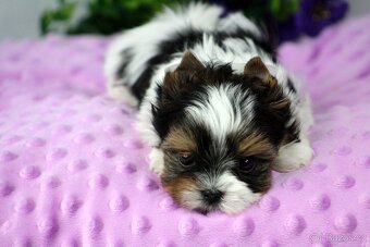 biewer yorkshire terrier s PP - Geronimo - 4