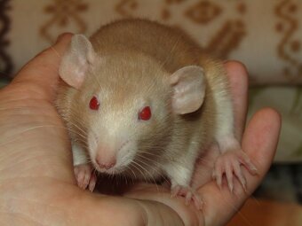Dumbo, obláčkový efekt - mláďata potkánků s výpisem předků - 4