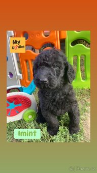 Labradoodle F1B - 4