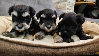 Knírač, bradáč malý - 4