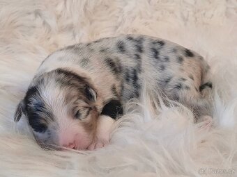 Australský ovčák s PP - štěňátka na prodej - 4