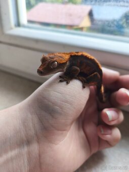 Pagekon řasnatý 0.1 - 4