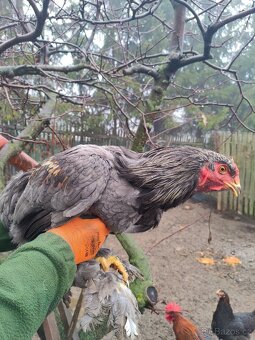 Brahmánka velká kohout - 4