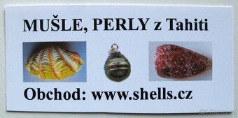 Epitonium scalare - 4