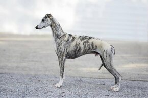 Štěňátko (fenečka) Whippet (chov.stanice COH) - 4