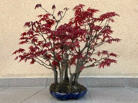 Bonsai, Bonsaj, japonský javor, lesík - 4
