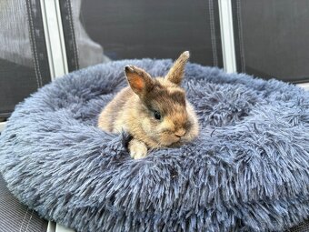 ♥️zakrslý králík sameček - mláďátko k odběru - 4