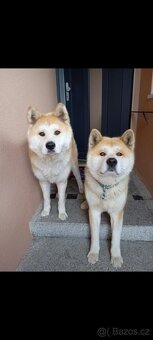 Štěňata Akita inu bez PP - 4