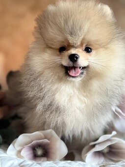 Pomeranian s p.p - 4