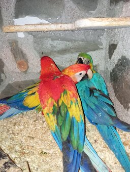 Ara arakanga,ara ararauna - 4