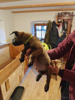 BELGICKÝ OVČÁK MALINOIS - 4