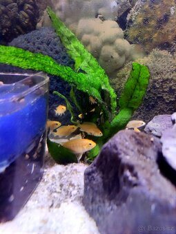 Tlamovce žlutý - 4