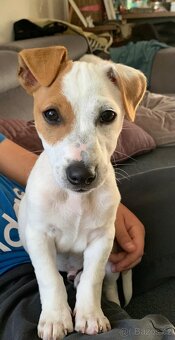 Jack Russell teriér - 4