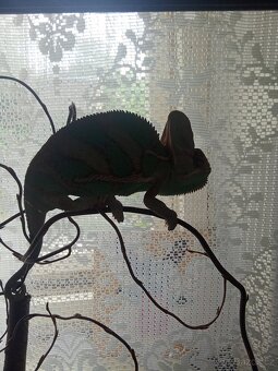 Chameleon jemenský s teráriem - 4
