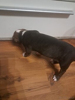 Štěňátka Amstaff - 4
