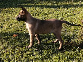 Belgický ovčák Malinois - 4