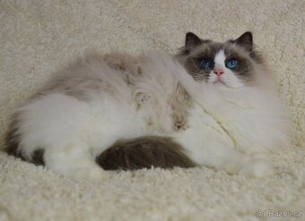 Dospěla kočička Ragdoll s Pp - 4