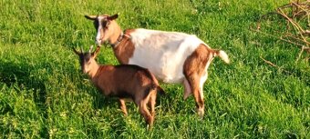 Letošní kozička - 4