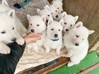 Bílý švýcarský ovčák s PP - štěně - 4