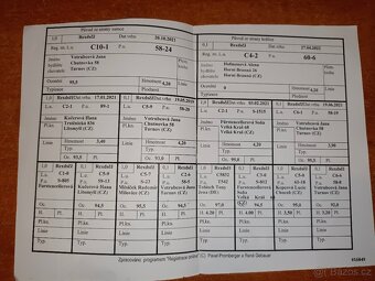 Rex dalmatinský strakáč černožlutý - 4