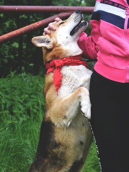 ŽILIEN K ADOPCI - 1 ROK, HODNÁ,PŘÁELSKÁ,MILUJE PROCHÁZKY - 4