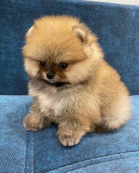 Pomeranian mini - 4